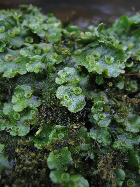 Marchantia polymorpha